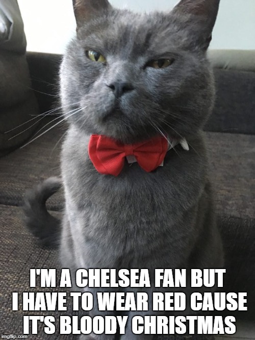 I'M A CHELSEA FAN BUT I HAVE TO WEAR RED CAUSE IT'S BLOODY CHRISTMAS | image tagged in cat | made w/ Imgflip meme maker