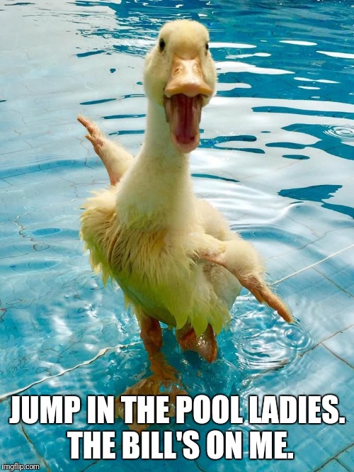 JUMP IN THE POOL LADIES. THE BILL'S ON ME. | made w/ Imgflip meme maker