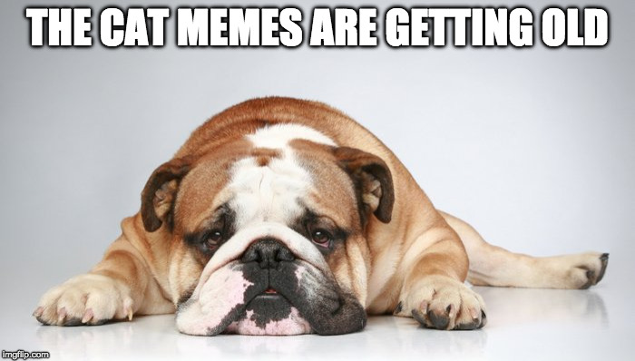 more dogz plz | THE CAT MEMES ARE GETTING OLD | image tagged in cats,dogs | made w/ Imgflip meme maker