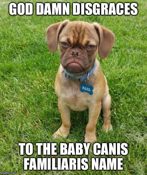 Grumpy Puppy Earl | GOD DAMN DISGRACES; TO THE BABY CANIS FAMILIARIS NAME | image tagged in grumpy puppy earl | made w/ Imgflip meme maker