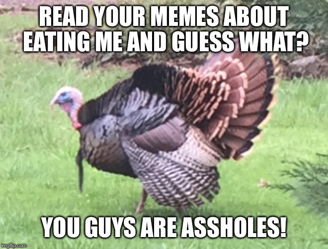 WILD TURKEY | READ YOUR MEMES ABOUT EATING ME AND GUESS WHAT? YOU GUYS ARE ASSHOLES! | image tagged in wild turkey | made w/ Imgflip meme maker