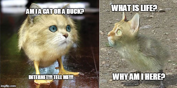 Duck Catstuffs | WHAT IS LIFE? AM I A CAT OR A DUCK? WHY AM I HERE? INTERNET!!! TELL ME!!! | image tagged in cats,ducks | made w/ Imgflip meme maker