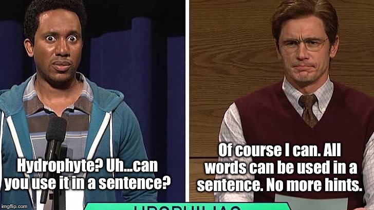 The spelling bee  | Of course I can. All words can be used in a sentence. No more hints. Hydrophyte? Uh...can you use it in a sentence? | image tagged in spelling bee,words,memes,competition,no more | made w/ Imgflip meme maker