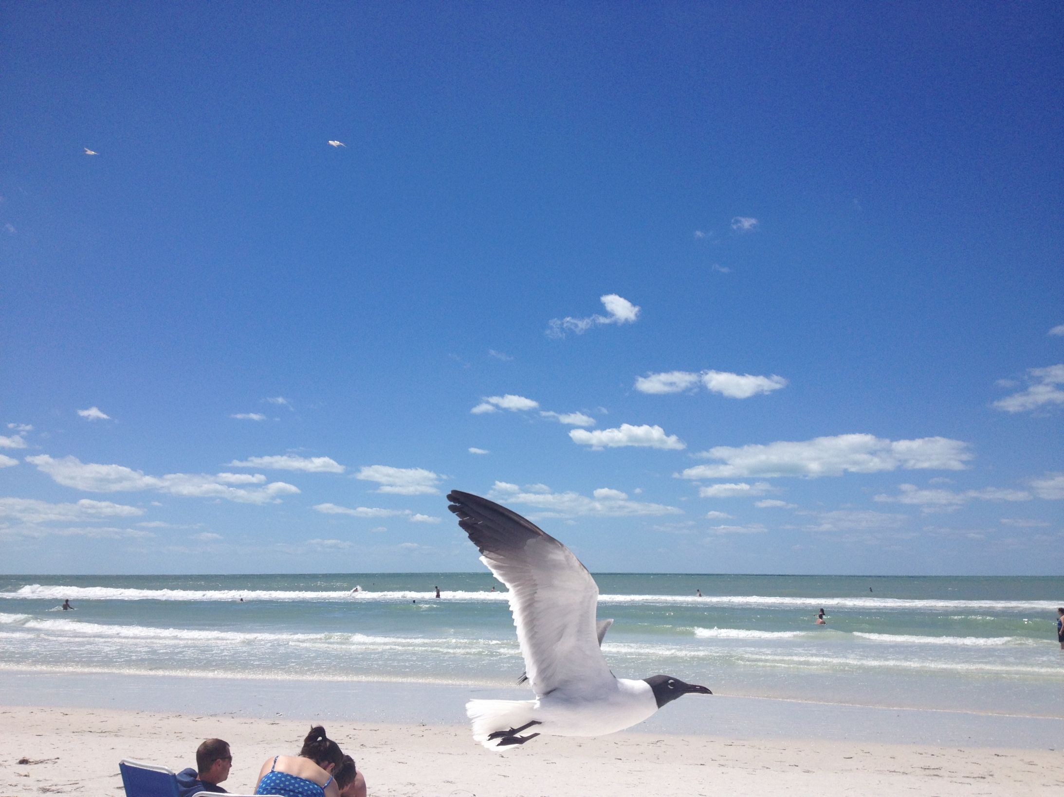 seagull Blank Meme Template