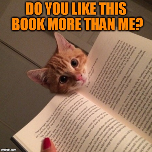 Curiosity Killed the Cat | DO YOU LIKE THIS BOOK MORE THAN ME? | image tagged in cat seeking attention,vince vance,calico cat,cat memes,funny cat memes,trying ro read a book | made w/ Imgflip meme maker