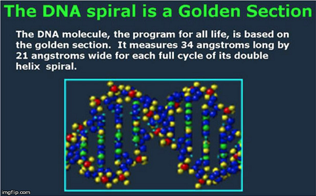 The DNA spiral is a Golden Section. | image tagged in dna,the golden ratio | made w/ Imgflip meme maker
