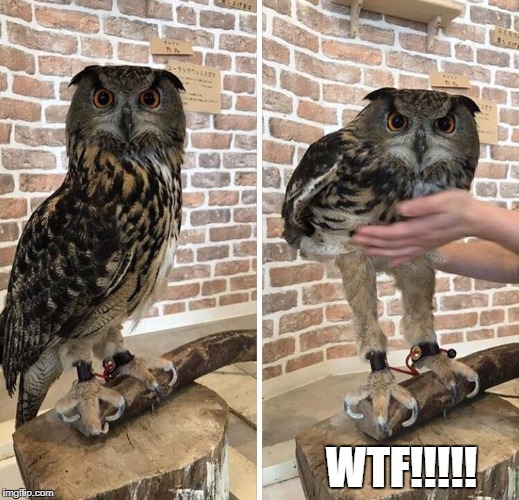 WTF!!!!! | image tagged in owls | made w/ Imgflip meme maker