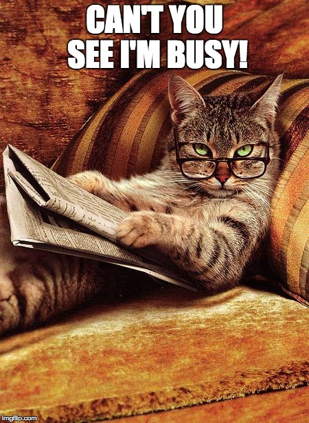 cat reading | CAN'T YOU SEE I'M BUSY! | image tagged in cat reading | made w/ Imgflip meme maker