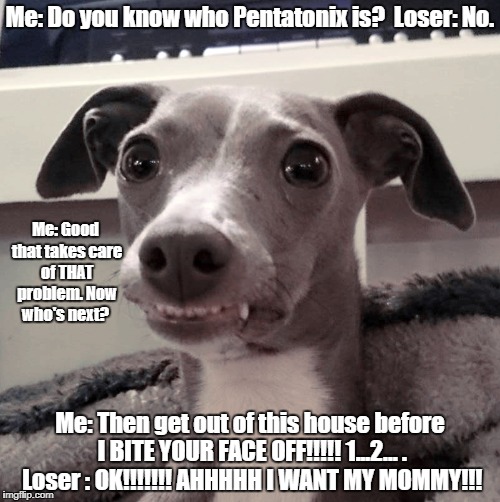 Pentatonix haters BEWARE | Me: Do you know who Pentatonix is?  Loser: No. Me: Good that takes care of THAT problem. Now who's next? Me: Then get out of this house before I BITE YOUR FACE OFF!!!!! 1...2... . Loser : OK!!!!!!! AHHHHH I WANT MY MOMMY!!! | image tagged in jamie the italian greyhound | made w/ Imgflip meme maker