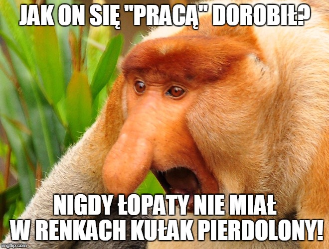 Nosacz | JAK ON SIĘ "PRACĄ" DOROBIŁ? NIGDY ŁOPATY NIE MIAŁ W RENKACH KUŁAK PIERDOLONY! | image tagged in nosacz | made w/ Imgflip meme maker