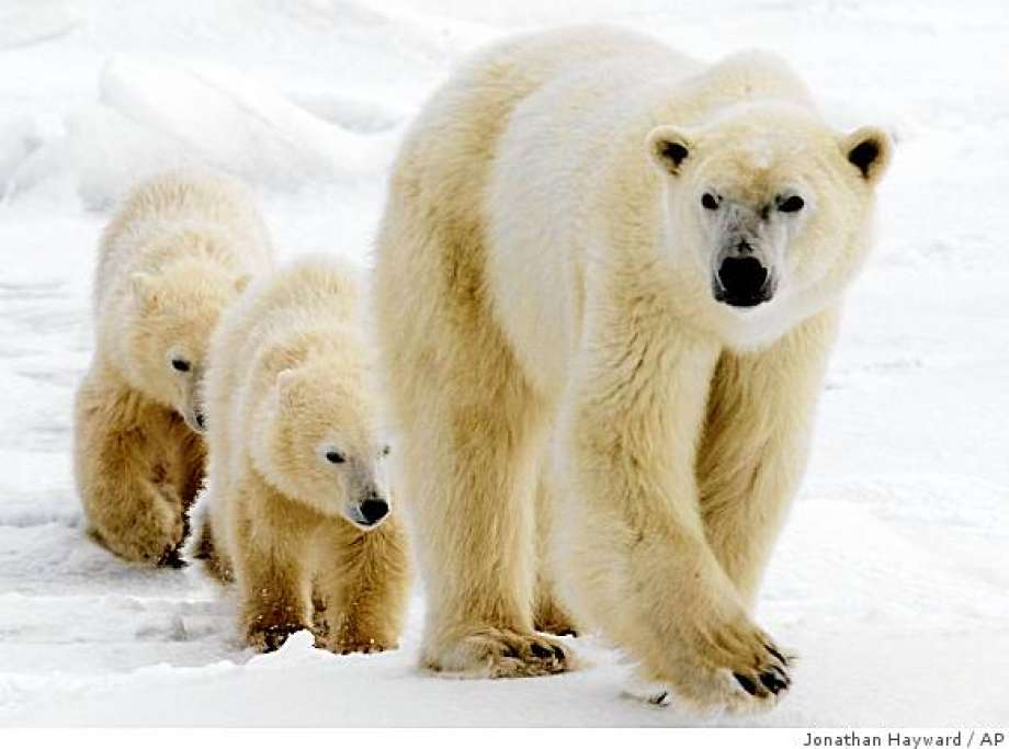 Polar Bears Blank Meme Template