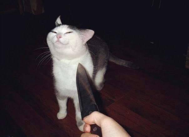 High Quality knife cat Blank Meme Template