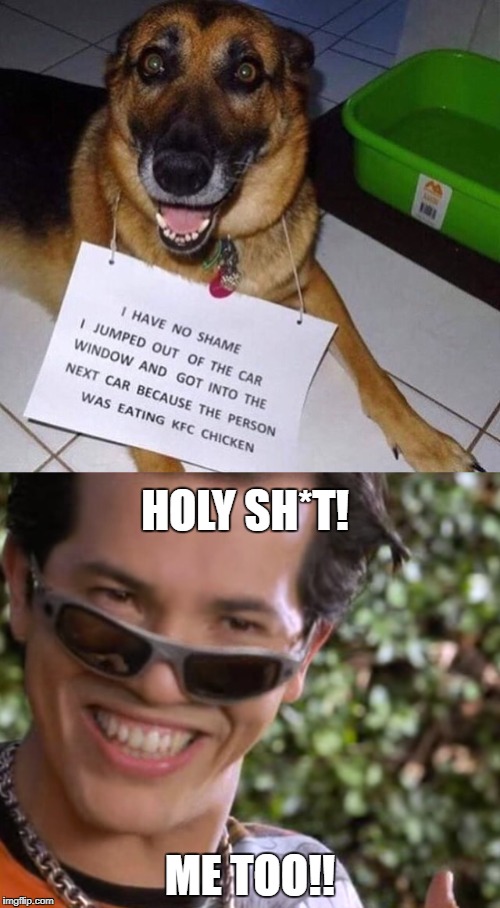 This dog is my hero | HOLY SH*T! ME TOO!! | image tagged in memes,funny dogs,the pest,derp doge | made w/ Imgflip meme maker