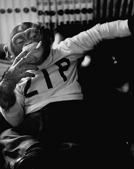 Zip the Smoking Chimp Blank Meme Template