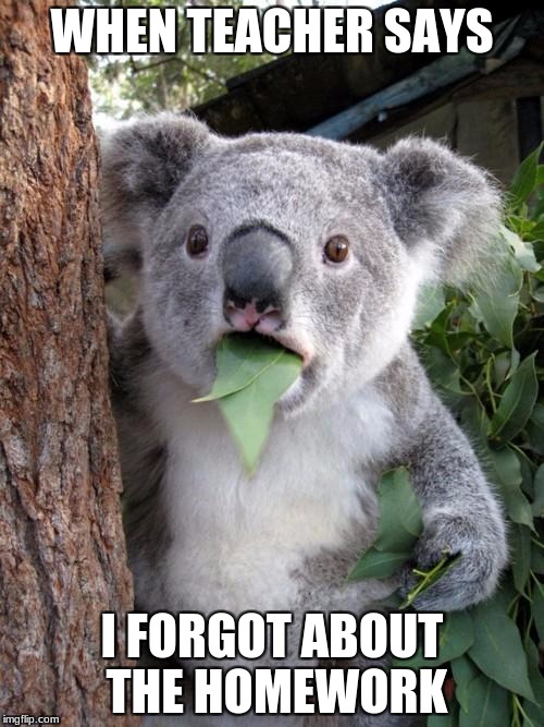 Surprised Koala | WHEN TEACHER SAYS; I FORGOT ABOUT THE HOMEWORK | image tagged in memes,surprised koala | made w/ Imgflip meme maker