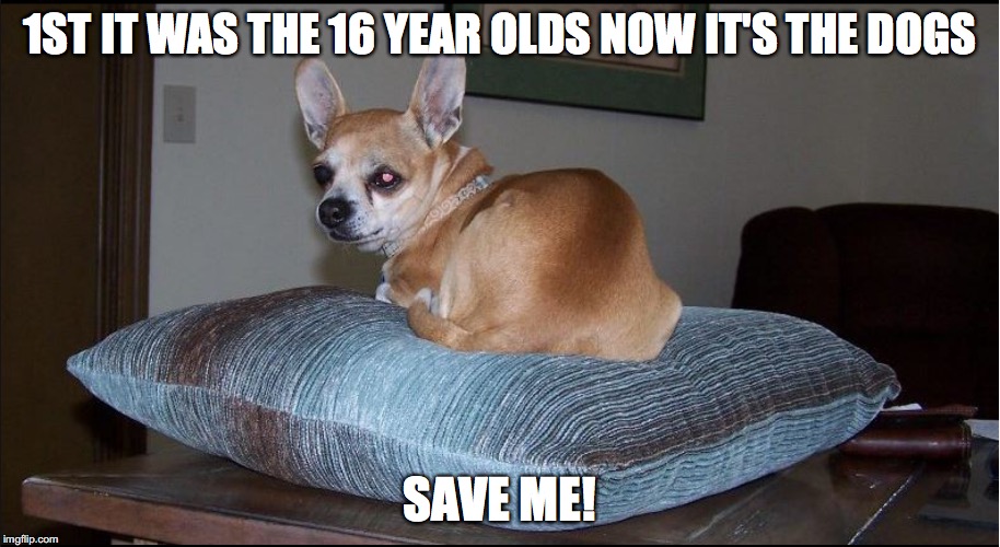 1ST IT WAS THE 16 YEAR OLDS NOW IT'S THE DOGS; SAVE ME! | image tagged in pedophile | made w/ Imgflip meme maker