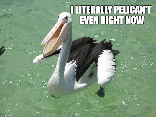 I'm shaking right now | I LITERALLY PELICAN'T EVEN RIGHT NOW | image tagged in literally,dad joke,water fowel | made w/ Imgflip meme maker