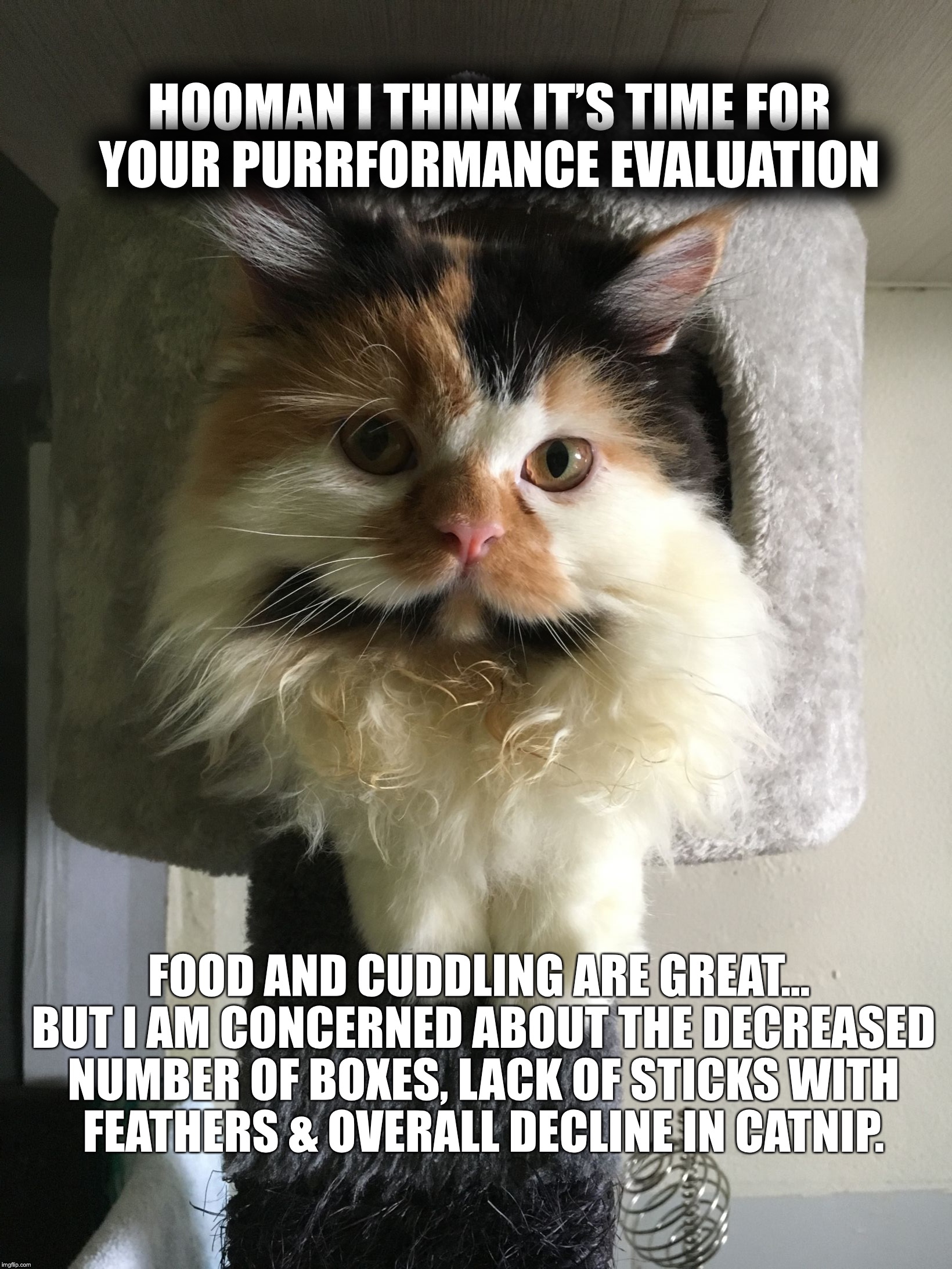 HOOMAN I THINK IT’S TIME FOR YOUR PURRFORMANCE EVALUATION; FOOD AND CUDDLING ARE GREAT... BUT I AM CONCERNED ABOUT THE DECREASED NUMBER OF BOXES, LACK OF STICKS WITH FEATHERS & OVERALL DECLINE IN CATNIP. | image tagged in cat evaluation | made w/ Imgflip meme maker