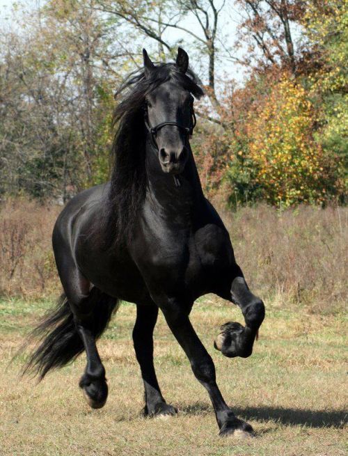 High Quality black horse Blank Meme Template