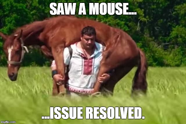 Horse rides you | SAW A MOUSE... ...ISSUE RESOLVED. | image tagged in horse rides you | made w/ Imgflip meme maker