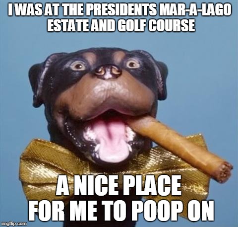 Triumph the Insult Comic Dog | I WAS AT THE PRESIDENTS MAR-A-LAGO ESTATE AND GOLF COURSE; A NICE PLACE FOR ME TO POOP ON | image tagged in triumph the insult comic dog,funny | made w/ Imgflip meme maker