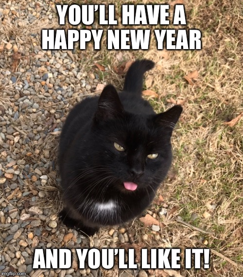 Razzed. | YOU’LL HAVE A HAPPY NEW YEAR; AND YOU’LL LIKE IT! | image tagged in cats | made w/ Imgflip meme maker