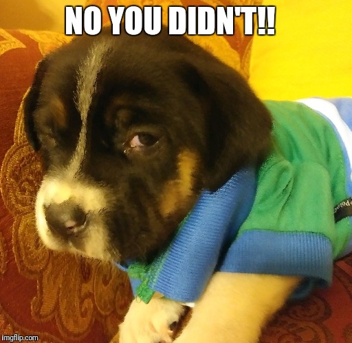 NO YOU DIDN'T!! | image tagged in leo j | made w/ Imgflip meme maker