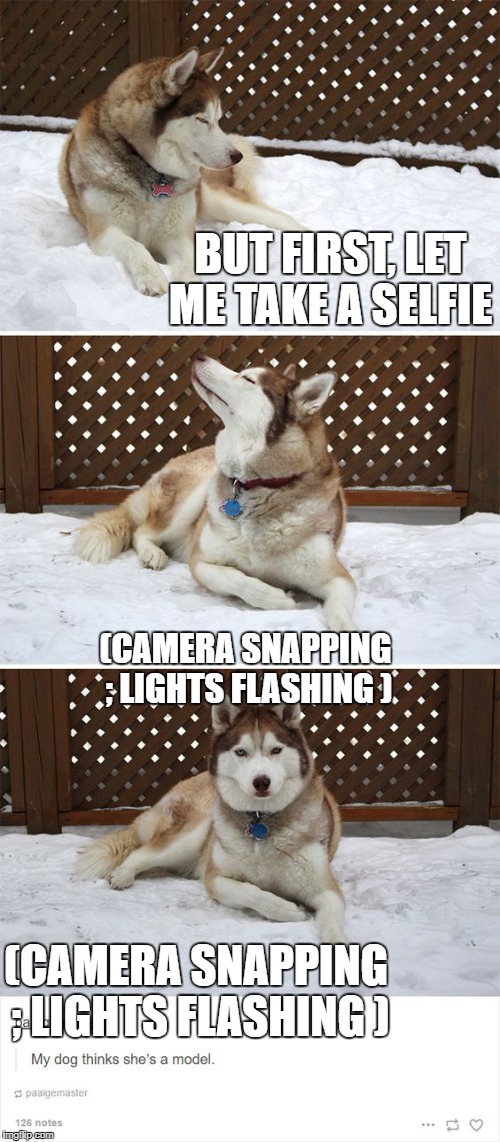 BUT FIRST, LET ME TAKE A SELFIE; (CAMERA SNAPPING ; LIGHTS FLASHING ); (CAMERA SNAPPING ; LIGHTS FLASHING ) | image tagged in role model dog | made w/ Imgflip meme maker
