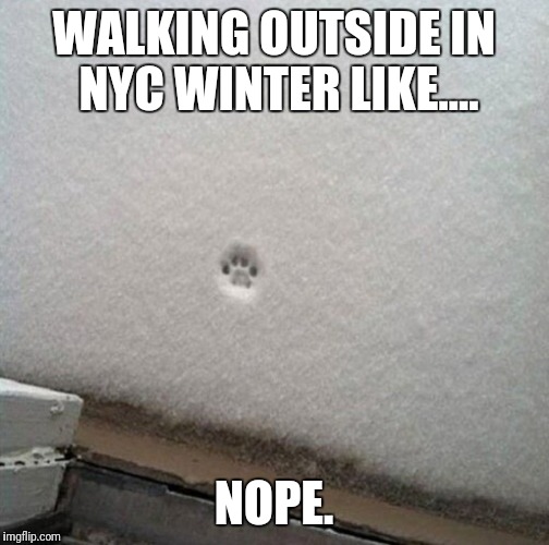 nyc winter nope | WALKING OUTSIDE IN NYC WINTER LIKE.... NOPE. | image tagged in winter,nyc,nope,cat paw,snow,cold | made w/ Imgflip meme maker