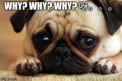 Sad Dog | WHY? WHY? WHY? 呀。。。 | image tagged in sad dog | made w/ Imgflip meme maker