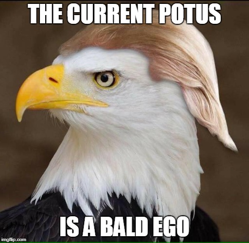 The American Bald Ego | THE CURRENT POTUS; IS A BALD EGO | image tagged in bad pun trump,donald trump,bald eagle | made w/ Imgflip meme maker