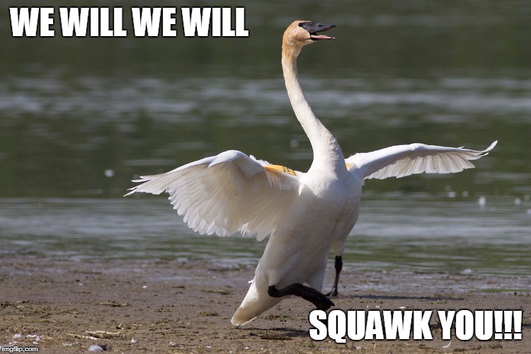 WE WILL WE WILL SQUAWK YOU!!! | made w/ Imgflip meme maker