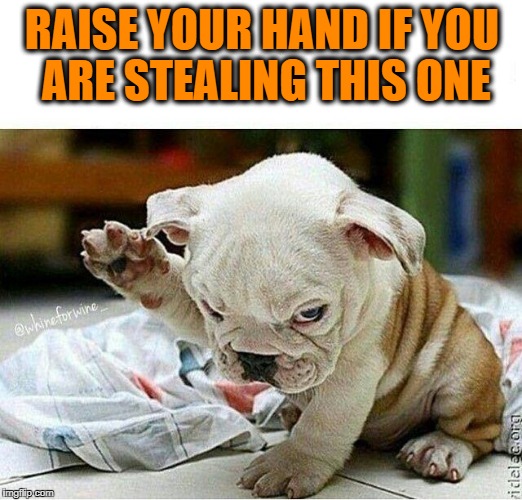 Puppy hand | RAISE YOUR HAND IF YOU ARE STEALING THIS ONE | image tagged in puppy hand | made w/ Imgflip meme maker