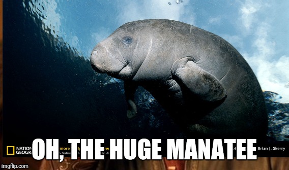 Manatee | OH, THE HUGE MANATEE | image tagged in humor | made w/ Imgflip meme maker