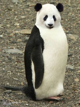 panda + penguin = animal Blank Meme Template