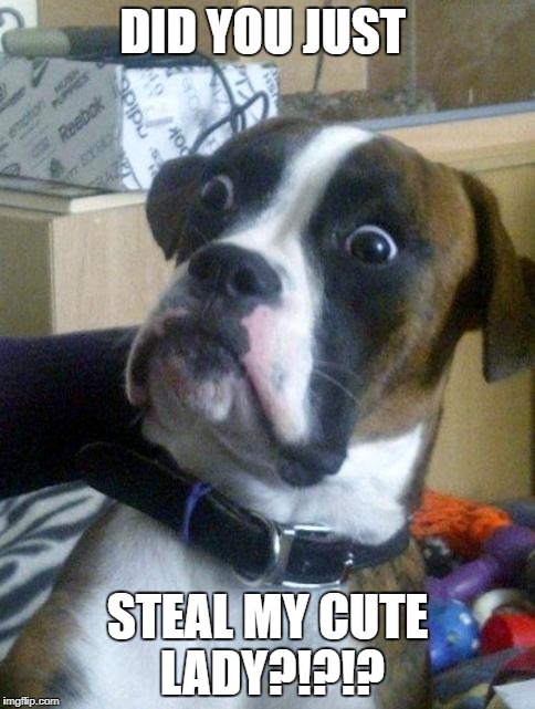 Suprised Boxer | DID YOU JUST; STEAL MY CUTE LADY?!?!? | image tagged in suprised boxer | made w/ Imgflip meme maker