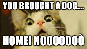 Funny animals | YOU BROUGHT A DOG.... HOME! NOOOOOOÒ | image tagged in funny animals | made w/ Imgflip meme maker
