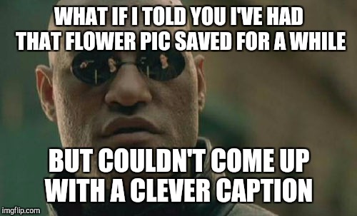 Matrix Morpheus Meme | WHAT IF I TOLD YOU I'VE HAD THAT FLOWER PIC SAVED FOR A WHILE BUT COULDN'T COME UP WITH A CLEVER CAPTION | image tagged in memes,matrix morpheus | made w/ Imgflip meme maker