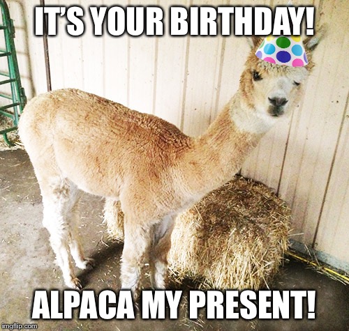 Alpaca Birthday | IT’S YOUR BIRTHDAY! ALPACA MY PRESENT! | image tagged in alpaca birthday | made w/ Imgflip meme maker