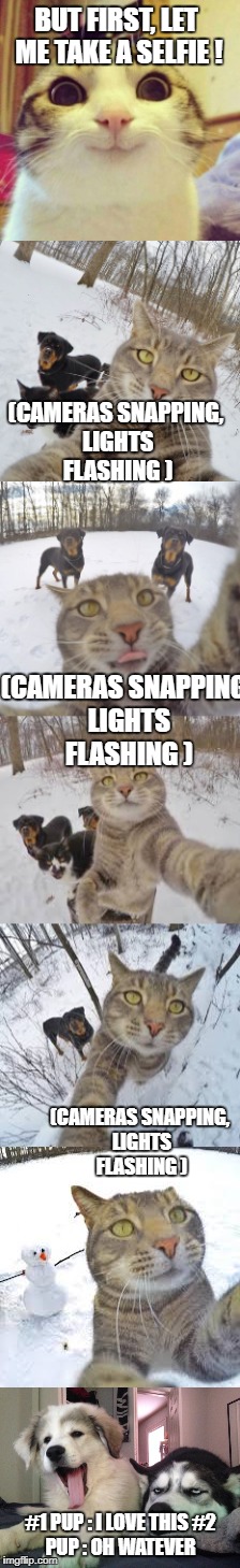 but first let me take a selfie | BUT FIRST, LET ME TAKE A SELFIE ! (CAMERAS SNAPPING, LIGHTS FLASHING ); (CAMERAS SNAPPING, LIGHTS FLASHING ); (CAMERAS SNAPPING, LIGHTS FLASHING ); #1 PUP : I LOVE THIS
#2 PUP : OH WATEVER | image tagged in selfie,animals | made w/ Imgflip meme maker