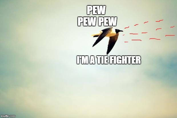 Birds | PEW PEW PEW; I'M A TIE FIGHTER | image tagged in birds | made w/ Imgflip meme maker