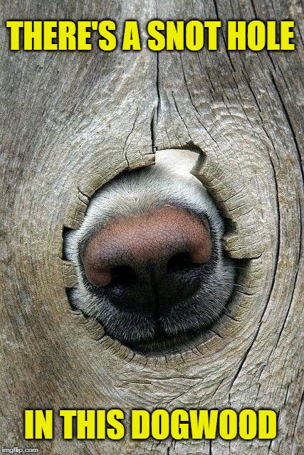 I Smell You | THERE'S A SNOT HOLE; IN THIS DOGWOOD | image tagged in funny dogs,funny dog memes,dogs | made w/ Imgflip meme maker