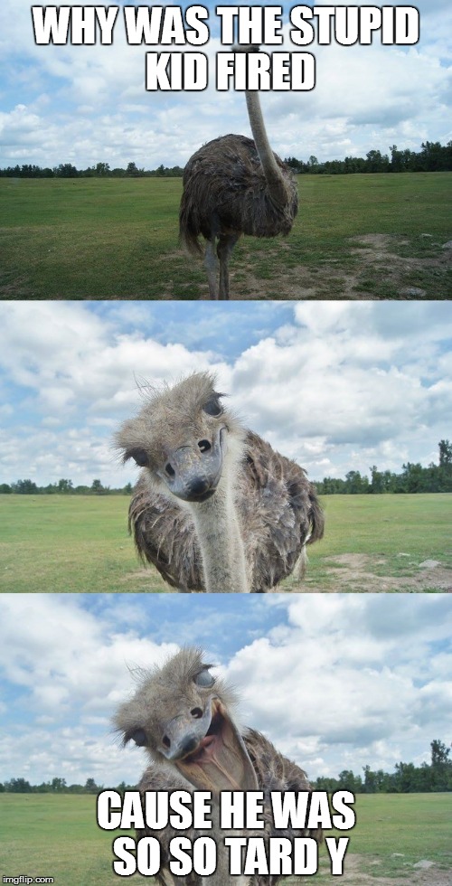 Bad Pun Ostrich | WHY WAS THE STUPID KID FIRED; CAUSE HE WAS SO SO TARD Y | image tagged in bad pun ostrich | made w/ Imgflip meme maker