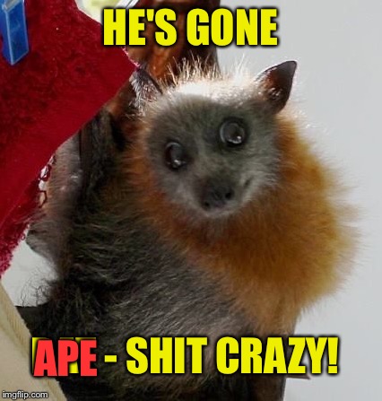 HE'S GONE BAT - SHIT CRAZY! APE | made w/ Imgflip meme maker