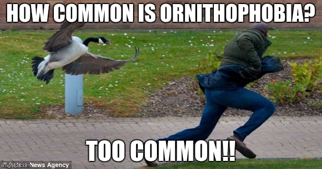 ornithophobia meme | HOW COMMON IS ORNITHOPHOBIA? TOO COMMON!! | image tagged in angry birds,first world problems | made w/ Imgflip meme maker