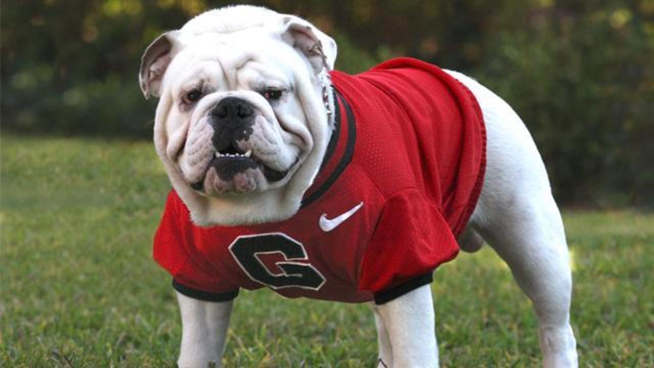 High Quality uga Blank Meme Template