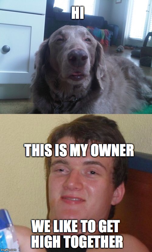 A man's best friend | HI; THIS IS MY OWNER; WE LIKE TO GET HIGH TOGETHER | image tagged in 10 guy | made w/ Imgflip meme maker
