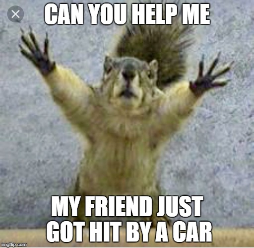 CAN YOU HELP ME; MY FRIEND JUST GOT HIT BY A CAR | image tagged in squirrel | made w/ Imgflip meme maker