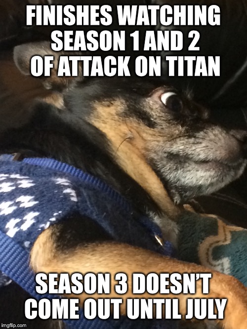 Shocked Pupper: SnK | FINISHES WATCHING SEASON 1 AND 2 OF ATTACK ON TITAN; SEASON 3 DOESN’T COME OUT UNTIL JULY | image tagged in dog memes | made w/ Imgflip meme maker