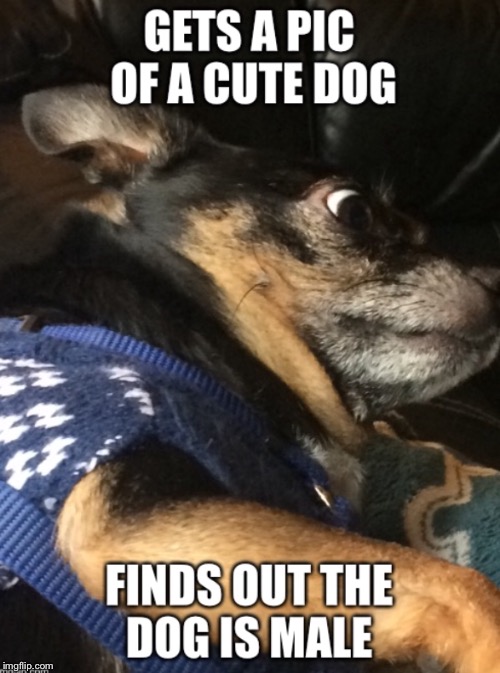 Shocked Pupper: reality check  | image tagged in dog meme | made w/ Imgflip meme maker
